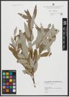 Foto von Salix alba L.